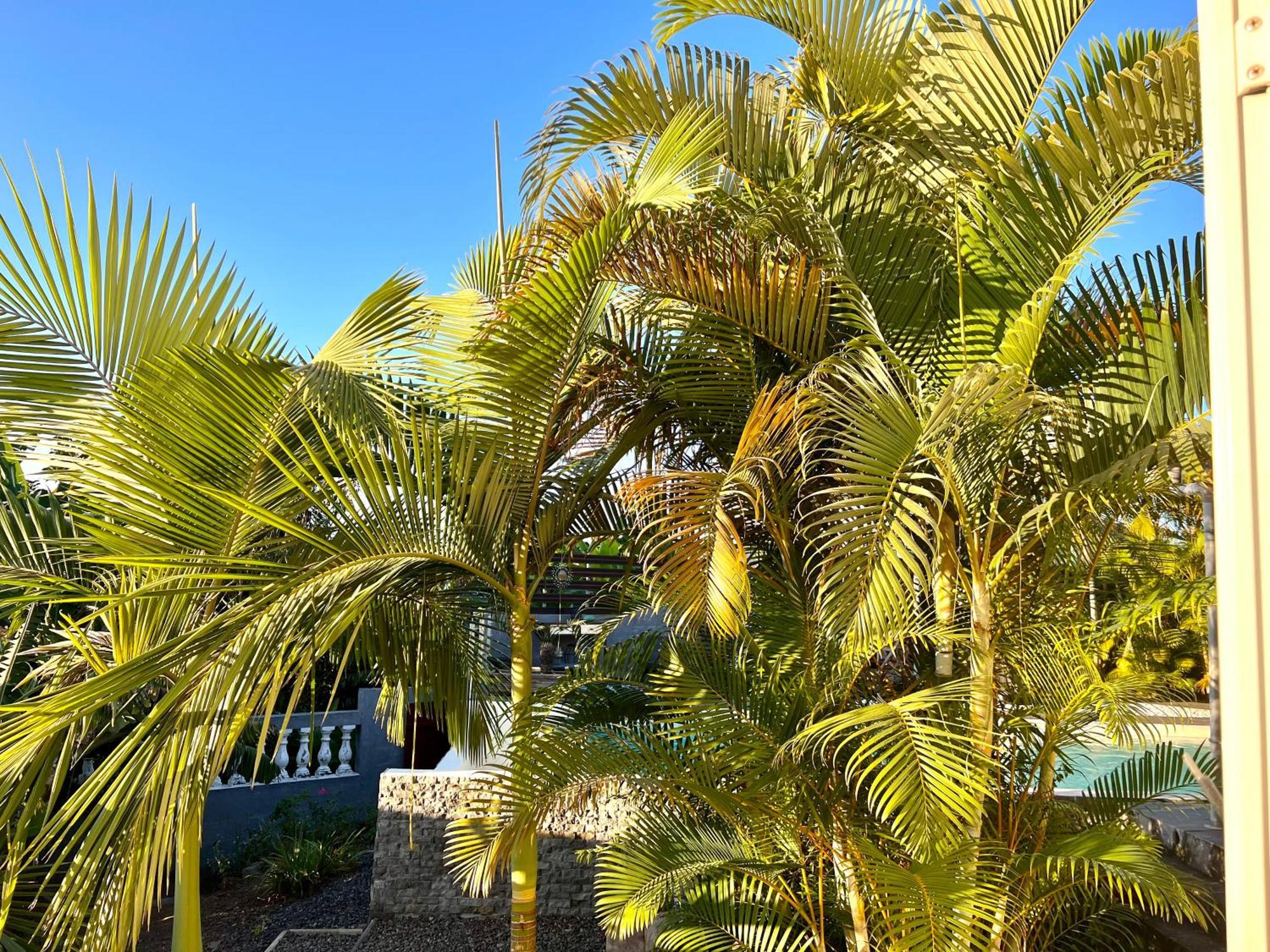 Villa Ti Moon, Entre Deux, Piscine ภายนอก รูปภาพ